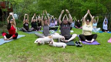 Piglets interacting with yoga class participants
