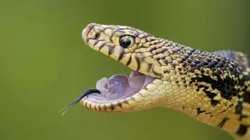 Sanakebites in Kenya