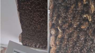 bee hive in soctland
