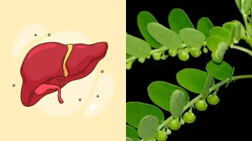 Get rid of liver issues with Bhumi Amla