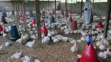 WHO confirms first death from bird flu in Mexico