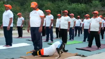 Dog performs Yoga