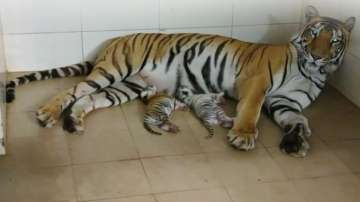 Tigress, MP, Gwalior 