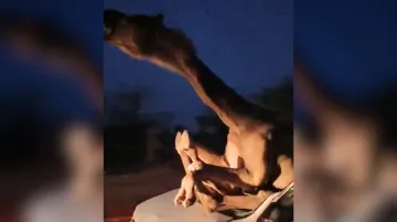 Camel gets stuck in car's windscreen after collision 