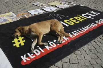 A stray dog rests on a banner that reads "#withdraw the legislation" during a protest by animal rights activists in Ankara, Turkey