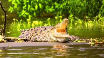 Austrialian girl eaten alive by crocodile 