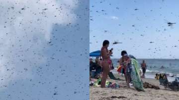 Swarms of dragonflies take over Rhode Island beach in viral video