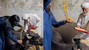 Man drapes buffalo in 10kg gold after mistaking it for a cow