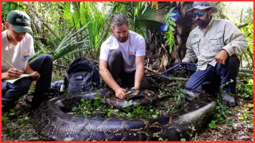 Woman found dead after she was swallowed whole by python in central Indonesia