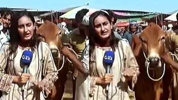 Bull hits Pakistani journalist