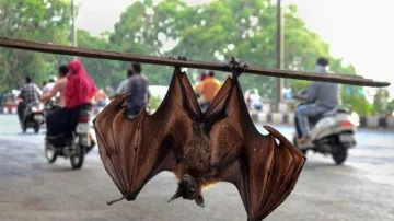 Nipah Outbreak Kerala