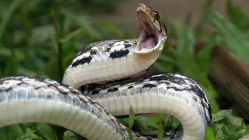 UP man gets bitten by snake 6 times in 35 days