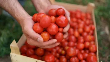 Tomato price 