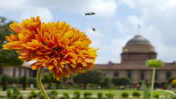 Amrit Udyan opens for public, delhi Amrit Udyan, Amrit Udyan at Rashtrapati Bhavan opens for public 