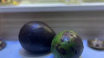 Bengaluru man's parents use avocado for puja