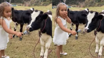 Little girl interviews cow