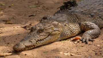 Gujarat rains, 30 year old man dies after crocodile attack in Vadodara flood, Vadodara rains, Gujara