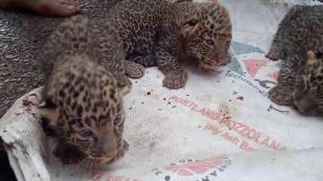 Leopard gives birth to three cubs in Chandrapur 