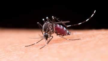 Home remedies to shoo away mosquitoes from home