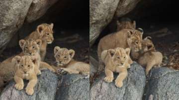 four cubs