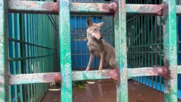 Wolf captured by the forest officials