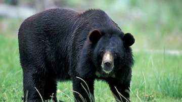 Two people including a minor killed in Bear attacks. 