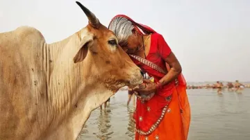 maharashtra govt declared cow as Rajya Mata