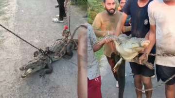 Villagers catch crocodile, tie it with a rope and take it on display on bicycle