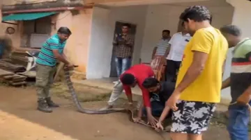 Massive 11-feet-long King Cobra rescued from house in Odisha