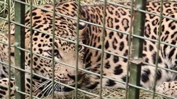 Leopard spotted in Bengaluru's Electronic city captured