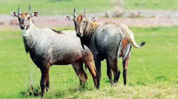 Nilgai causes crop damage in some parts of Bihar