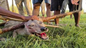 bahraich wolf attack, uttar pradesh news, bahraich bhediya attack, Operation Bhediya, uttar pradesh 