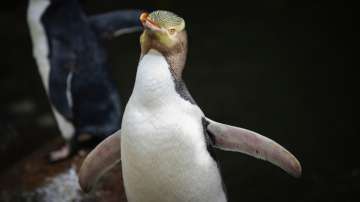 A hoiho or yellow-eyed penguin pictured on April 2, 2023, has won New Zealand's annual Bird of the Y