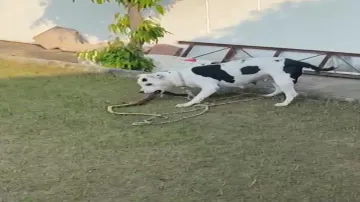 Pit bull saves child by killing King Cobra in Uttar Pradesh's Jhansi.