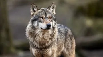 Uttar Pradesh wolf attack in Bahraich