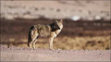 Wolf attack, Uttar Pradesh, Bahraich