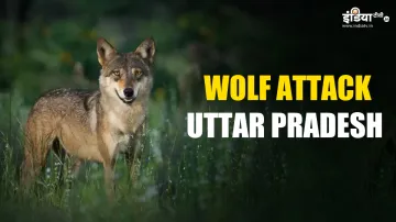 Why and when wolves attack humans?