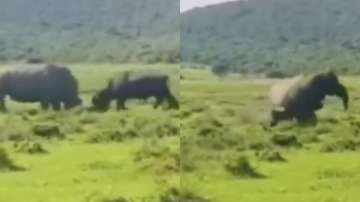 A viral video showcases a rhino flipping a buffalo in an intense showdown.