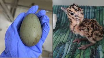 Great Indian bustard chick born through artificial insemination