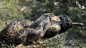 Burmese Python swallows deer 