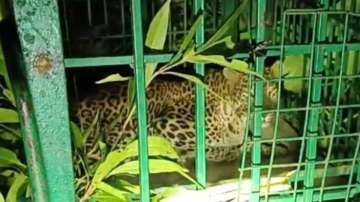 Leopard is caged by forest officials