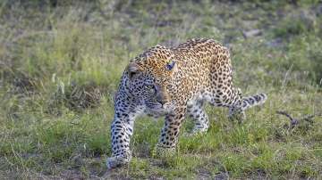 The Supreme Court has dismissed a petition challenging an order to shoot a leopard on sight in Rajasthan's Udaipur.