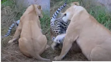 Mother leopard risks her life to protect her curbs from Lion