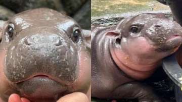 Baby pygmy hippo helps man earn Rs 100 crore in just 17 days