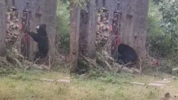 Tourist captures rare video of a sloth bear visiting an ancient temple