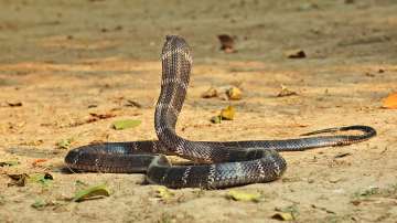 MP: 6-foot-long cobra seen slithering in hospital, patients get scared (Picture for representational purposes)