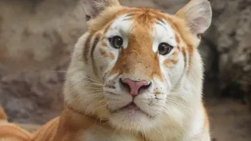 Ava, the golden tiger cub from Thailand 