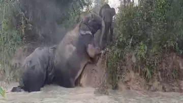 Visuals of the elephants stuck in brick pit
