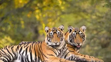 Tigers' population