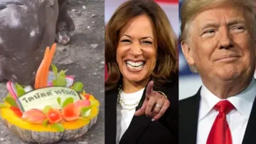 Internet sensation Moo Deng, Kamala Harris, and Donald Trump